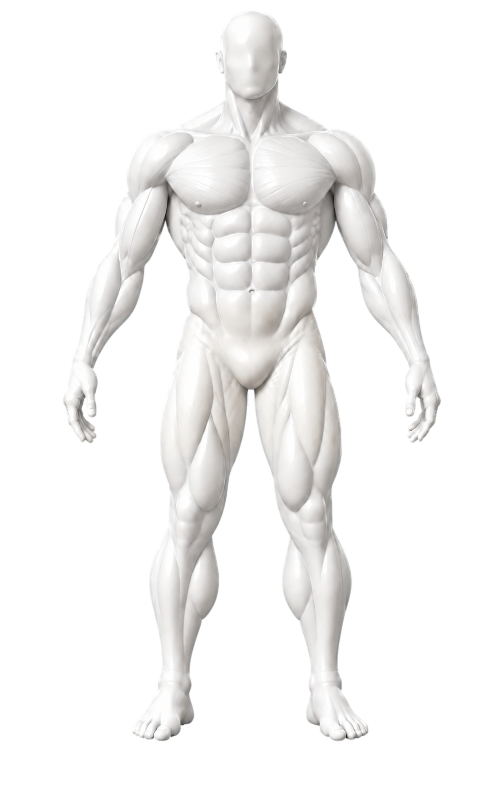 Front view of the app’s neutral Chisel anatomical figure